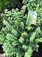 Buxus%20sempervirens%20Handsworthiensis.JPG