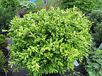 Buxus%20sempervirens%20Herrenhausen.JPG