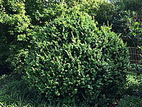 Buxus%20sempervirens%20Rotundifolia%20-%20Solitaer.JPG