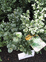 Buxus%20sempervirens%20Rotundifolia.JPG