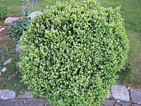 Buxus%20sempervirens%20Suffruticosa%20-%20Sol%20ungeschnitten.JPG