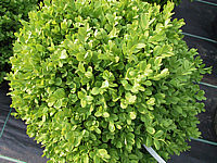 Buxus%20sempervirens%20Suffruticosa.JPG