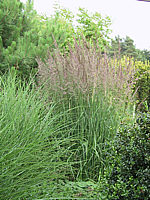 Calamagrostis%20acutiflora%20Karl%20Foerster%20(Achnatherum).jpg