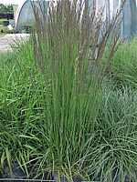 Calamagrostis%20acutiflora%20Karl%20Foerster%20-%20Co.JPG