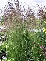 Calamagrostis%20acutiflora%20Karl%20Foerster%2002.jpg