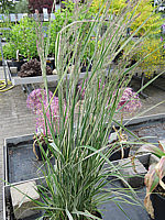 Calamagrostis%20acutiflora%20Overdam%2001.JPG