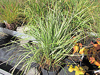 Calamagrostis%20acutiflora%20Overdam.JPG