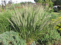 Calamagrostis%20brachytricha%20-%20Diamantgras%2001.JPG