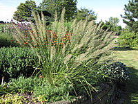 Calamagrostis%20brachytricha%20-%20Diamantgras%2002.JPG