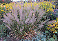 Calamagrostis%20brachytricha%20-%20Solitaer%20Ausschnitt.jpg