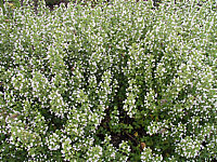 Calamintha%20nepeta%20nepeta.JPG