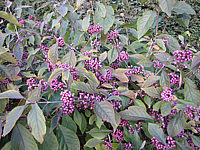 Callicarpa%20Profusion%20beginnende%20Beerenfaerbung-nah.JPG