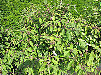 Callicarpa%20bodinieri%20Profusion%20-%20knospige%20Bluete.JPG