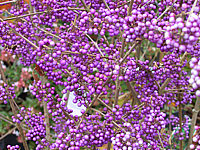 Callicarpa%20bodinieri%20Profusion%20Beeren1.JPG