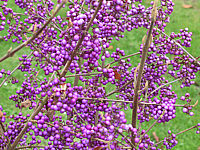 Callicarpa%20bodinieri%20Profusion%20Beeren2.JPG