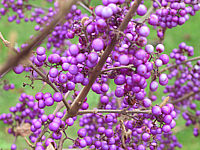 Callicarpa%20bodinieri%20Profusion%20Beeren3.JPG