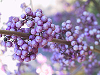 Callicarpa%20bodinieri%20Profusion%20Beerenmacro.JPG