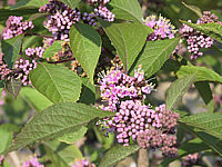 Callicarpa%20bodinieri%20Profusion%20Blueten.jpg