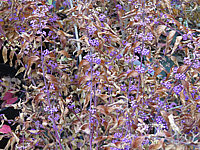 Callicarpa%20dichotoma%20Issai%20-%20nach%20Frost%2003.JPG