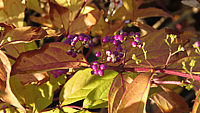 Callicarpa%20dichotoma%20Issai%20Beeren%201.JPG