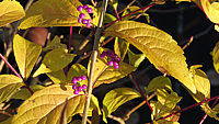 Callicarpa%20dichotoma%20Issai%20Beeren%202.JPG