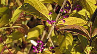 Callicarpa%20dichotoma%20Issai%20Beeren%203.JPG