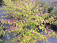 Callicarpa%20dichotoma%20Issai%20Sol%20Beeren+beginnende%20Herbstfaerbung%2001.JPG