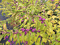 Callicarpa%20dichotoma%20Issai%20Sol%20Beeren+beginnende%20Herbstfaerbung%2002.JPG