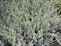 Calluna%20vulgaris%20Alicia.JPG