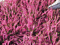 Calluna%20vulgaris%20Amethyst%2002.JPG