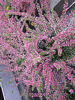 Calluna%20vulgaris%20Amethyst%2004.JPG