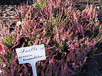 Calluna%20vulgaris%20Anette%2001.JPG