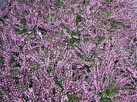Calluna%20vulgaris%20Anette.JPG