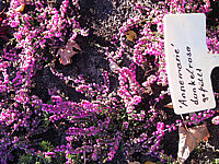 Calluna%20vulgaris%20Annemarie%2001.JPG