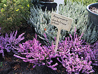 Calluna%20vulgaris%20Annemarie%2002.jpg