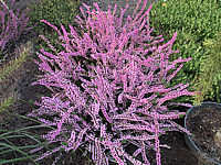Calluna%20vulgaris%20Annemarie.JPG