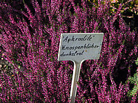 Calluna%20vulgaris%20Aphrodite%2001.jpg