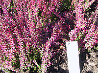 Calluna%20vulgaris%20Aphrodite%2002.JPG