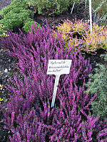 Calluna%20vulgaris%20Aphrodite%2003.jpg