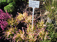 Calluna%20vulgaris%20Boskoop%2001.jpg