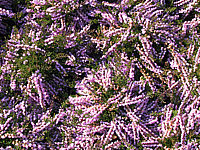 Calluna%20vulgaris%20County%20Wicklow.JPG