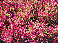 Calluna%20vulgaris%20Dark%20Beauty.JPG