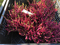 Calluna%20vulgaris%20Dark%20Star%2001.JPG