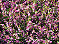 Calluna%20vulgaris%20Marleen.JPG