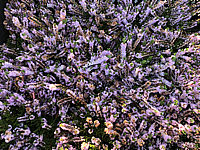 Calluna%20vulgaris%20Radnor%2001.JPG