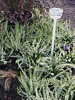 Calluna%20vulgaris%20Sandy%2001.jpg