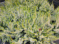 Calluna%20vulgaris%20Sandy%2002.JPG