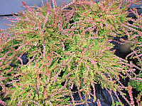 Calluna%20vulgaris%20Sir%20Charlington.JPG