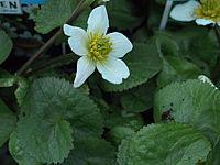 Caltha%20palustris%20Alba.JPG