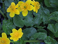 Caltha%20palustris%20Goldschale%2002.JPG